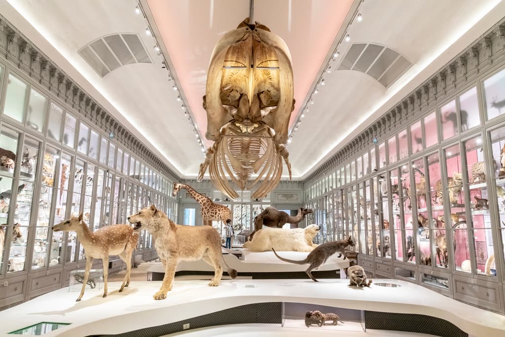 Muséum de Bordeaux - Sciences et nature